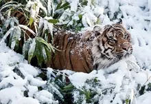animals tigers feline 1920x1200 wallpaper Art HD Wallpaper